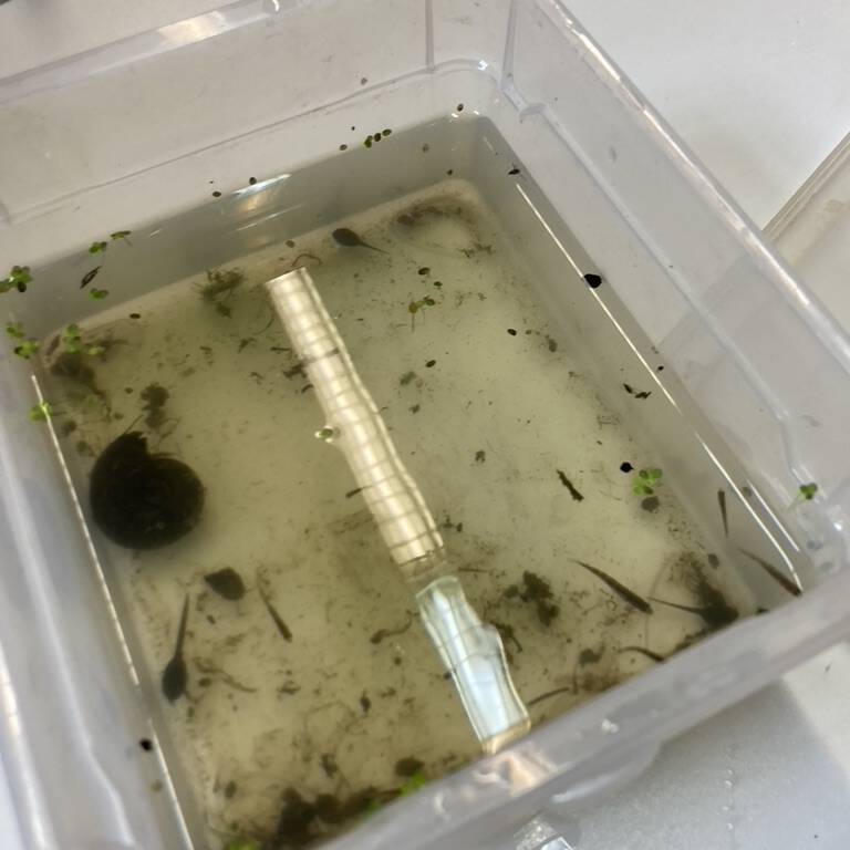 Plastikwanne mit Flüssigkeit auf Tisch (Fische)